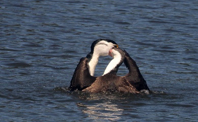 Pied cormorant feeding its chick